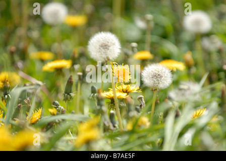 detail of dandilions going to seed (dandilion clocks) in an overgrown garden Stock Photo