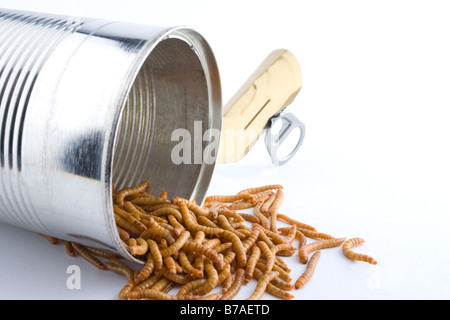 Can of Worms Stock Photo