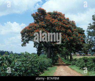 Avenue of African tulip trees Spathodea campanulata in flower on a coffee estate near Nairobi Stock Photo