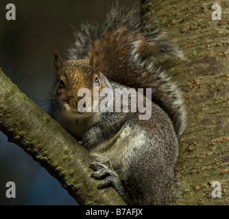 A Grey Squirrel perched on a branch of a tree. Stock Photo