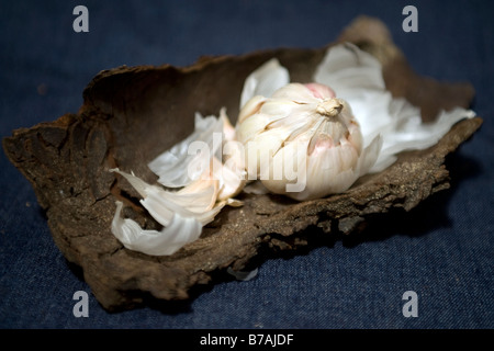 Still life of British garlic from the Isle of Wight on a piece of wood and blue background in a studio Stock Photo