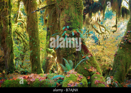 Hoh rain forest in Olympic National Park in autumn Stock Photo