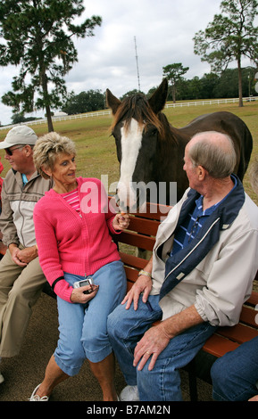 New England Shire Horse Centre Ocala Florida USA visitors on tractor tour of the farm feed one of the horses Stock Photo