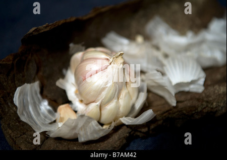 Still life of British garlic from the Isle of Wight on a piece of wood in a studio Stock Photo