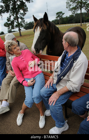 New England Shire Horse Centre Ocala Florida USA visitors on tractor tour of the farm feed one of the horses Stock Photo