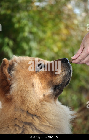 Red Chow Chow (Canis lupus familiaris) being fed by hand Stock Photo