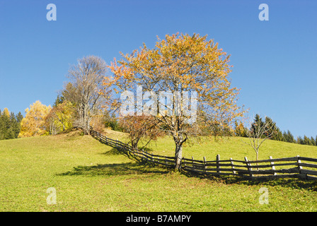 Wild Cherry tree (Prunus avium), autumnal colours, in an alpine pasture, next to a wooden fence, Alpbach, Tyrol, Austria, Europe Stock Photo