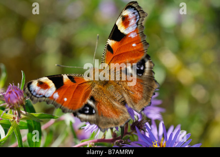 Peacock Butterfly (Inachis Nymphalis io) on an aromatic aster (Aster oblongifolius) Stock Photo