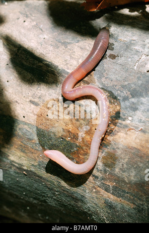 Earthworm on dead tree trunk, Breitenbach, Tirol, Austria, Europe Stock Photo