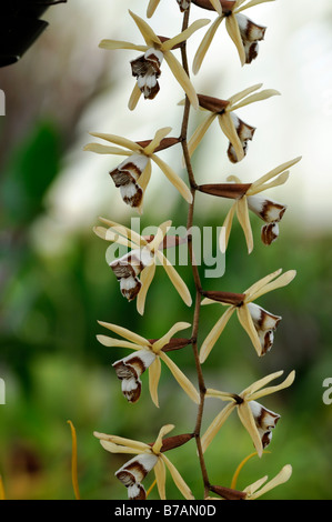 Coelogyne dayana orchid flower spike brown white Stock Photo