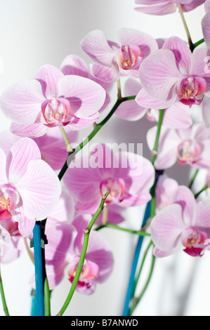 Purple orchid flower close up Stock Photo