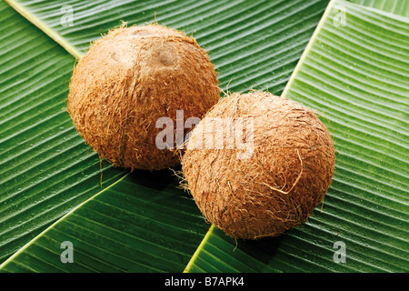 Coconuts on banana leaves Stock Photo