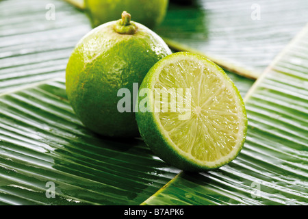 Limes on banana leaves Stock Photo