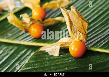 Cape Gooseberry (Physalis), fruits with husks on banana leaves Stock Photo