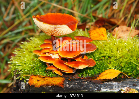 Orange coloured mushrooms on a moss-covered tree stump in marshland Stock Photo