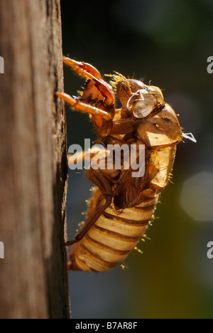 Shed nymphal skin from 17 year Periodic cicada (Magicicada septendecim)shedding of the old nymphal skin Stock Photo