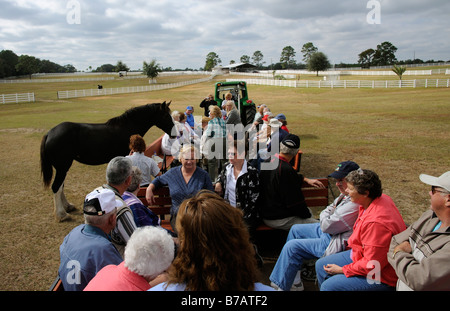 New England Shire Horse Centre Ocala Florida USA visitors on tractor tour of the farm Stock Photo