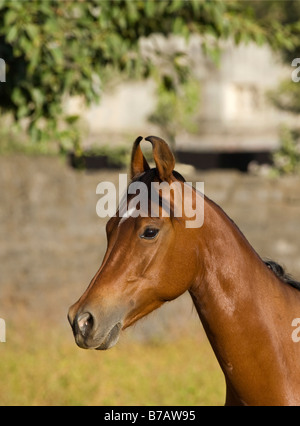 Horse India curved ears exotic Asia Asian Indian Stock Photo