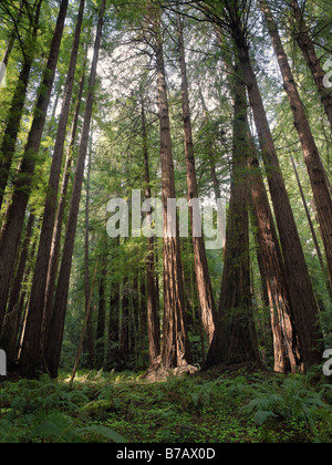 Redwood Trees, Muir Woods National Monument, California, USA Stock Photo