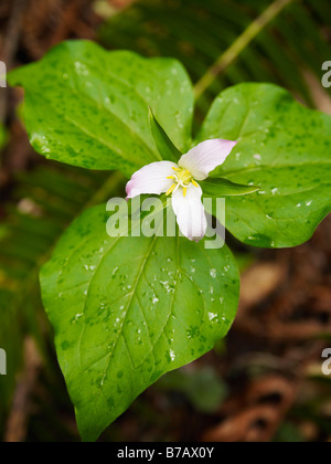 Trillium on Forest Floor Muir Woods National Monument, California, USA Stock Photo