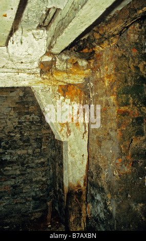 Wet Rot - Coniophora cerebella (Cellar Rot) affection woodwork in old house without damp-proof course. Stock Photo