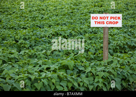 Sign in Crop of Organic French Green Beans, Enfield, London, England Stock Photo