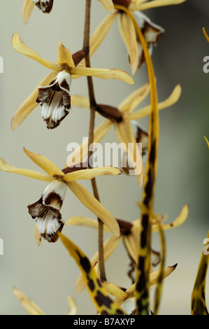 Coelogyne dayana orchid flower spike brown white Stock Photo