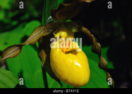 Yellow lady's slipper Cypripedium calceolus pubescens Stock Photo
