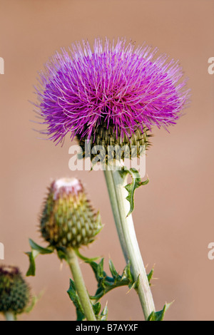 Close up of Thistle Stock Photo