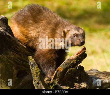 A wolverine rummages atop a fallen log - controlled conditions Stock Photo