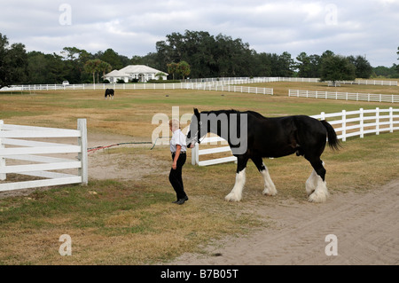 Candy Moulton holding one of her shire horses at the New England Shire Horse centre in Ocala Florida USA Stock Photo