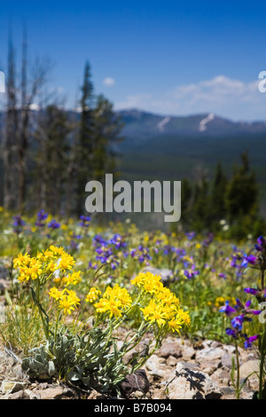 Yellow Broadleaf Arnica and Purple Lewis Monkey Flower, Yellowstone National Park, Wyoming, USA Stock Photo