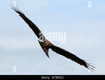 Black Kite (Milvus migrans) in flight Stock Photo
