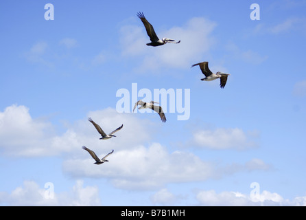 Brown Pelicans in flight, Isla Contoy, Mexico Stock Photo