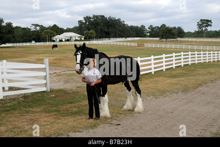 Candy Moulton holding one of her shire horses at the New England Shire Horse centre in Ocala Florida USA Stock Photo