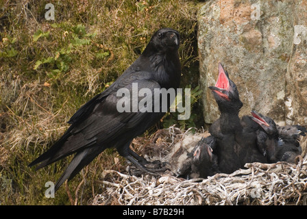 Adult raven corvus corax and chicks on nest with mouths agape Dumfries Galloway Scotland April Stock Photo