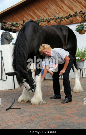 Candy Moulton holding one of her shire horses at the New England Shire Horse centre in Ocala Florida USA Stock Photo