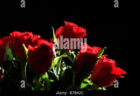 red roses Stock Photo