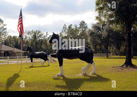 New England Shire Horse Centre Ocala Florida USA a popular tourist attraction Stock Photo