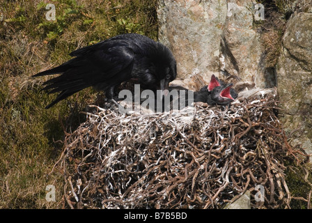 Adult raven Corvus corax tending to chicks Dumfries Galloway Scotland April Stock Photo