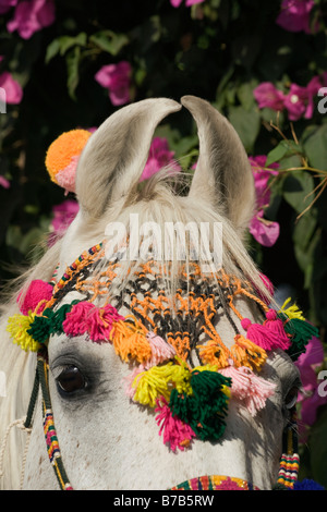 Horse India curved ears exotic Asia Asian costume Stock Photo