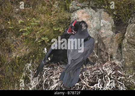 Adult raven Corvus corax feeding hungry chicks Dumfries Galloway Scotland April Stock Photo