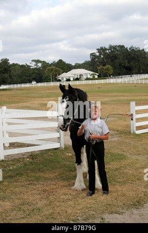 Candy Moulton holding one of her shire horses at the New England Shire Horse centre in Ocala Florida USA Stock Photo