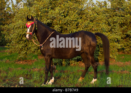 Horse India curved ears exotic Asia Asian Indian Stock Photo