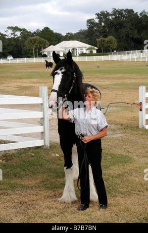 Candy Moulton holding one of her shire horses at the New England Shire Horse centre in Ocala Florida USA Stock Photo