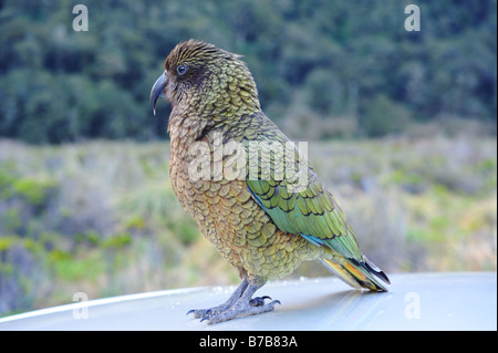 Kea, New Zealand parrot on a car near to Milford Sound Stock Photo