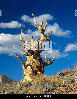 A 4500 year old BRISTLE CONE PINE found in the WHITE MOUNTAINS east of the Owens Valley CALIFORNIA Stock Photo