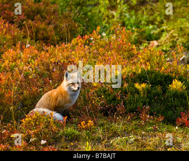 Red fox in Mount Rainier National Park in the fall Stock Photo