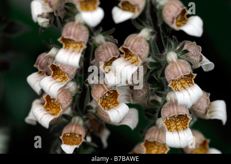 Digitalis lanata Cafe Creme chocolate foxglove biennial short-lived perennial flower raceme Stock Photo