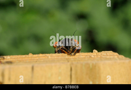 17 year Periodic cicada (Magicicada septendecim) Stock Photo